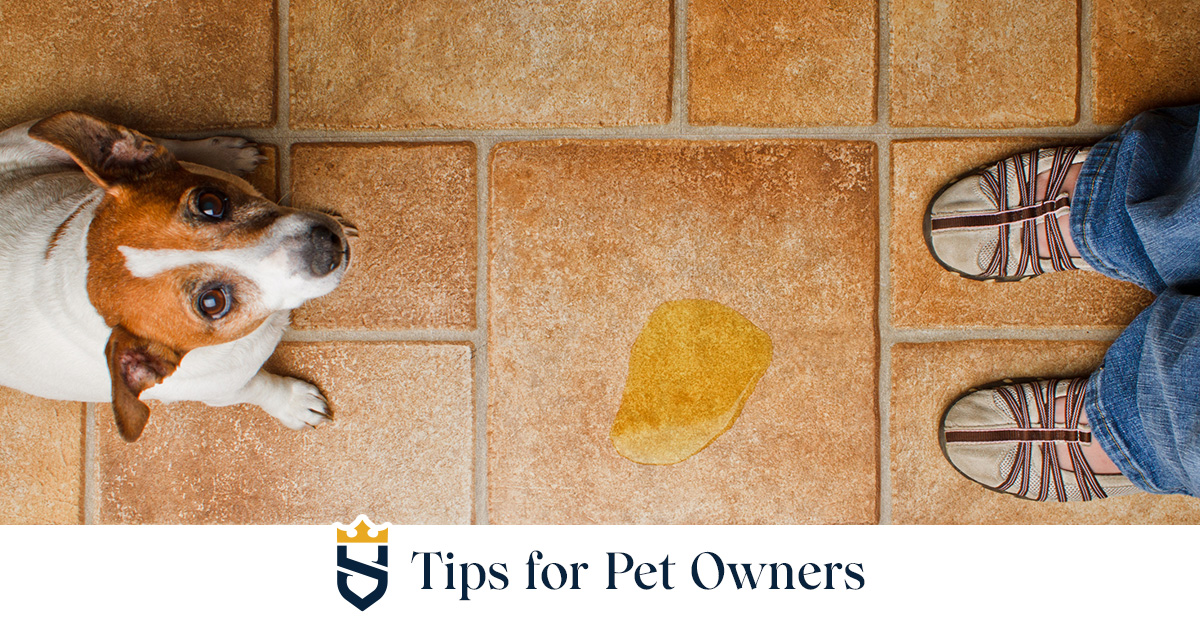 Dog pee outlet on tile grout